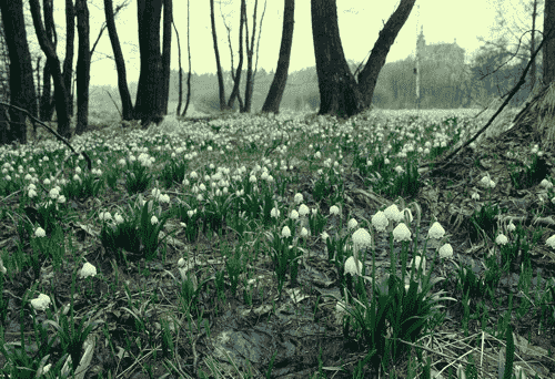 tulipanes en la cordillera de arenisca en Praga